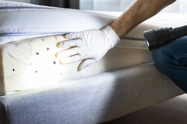 Wasp Removal Services in Altamont, NY
