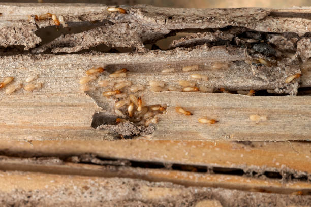 Best Best Pest Control Companies  in Altamont, NY
